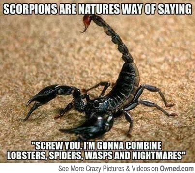 Scorpions Are Natures Way Of Saying Funny Nature Meme