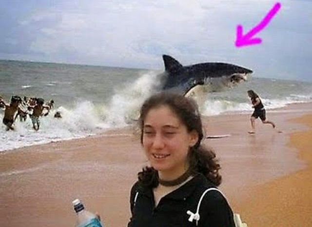 Shark Attack Funny Picture