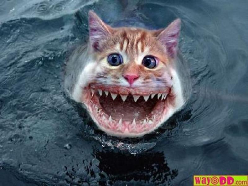Shark With Cat Face Funny Picture