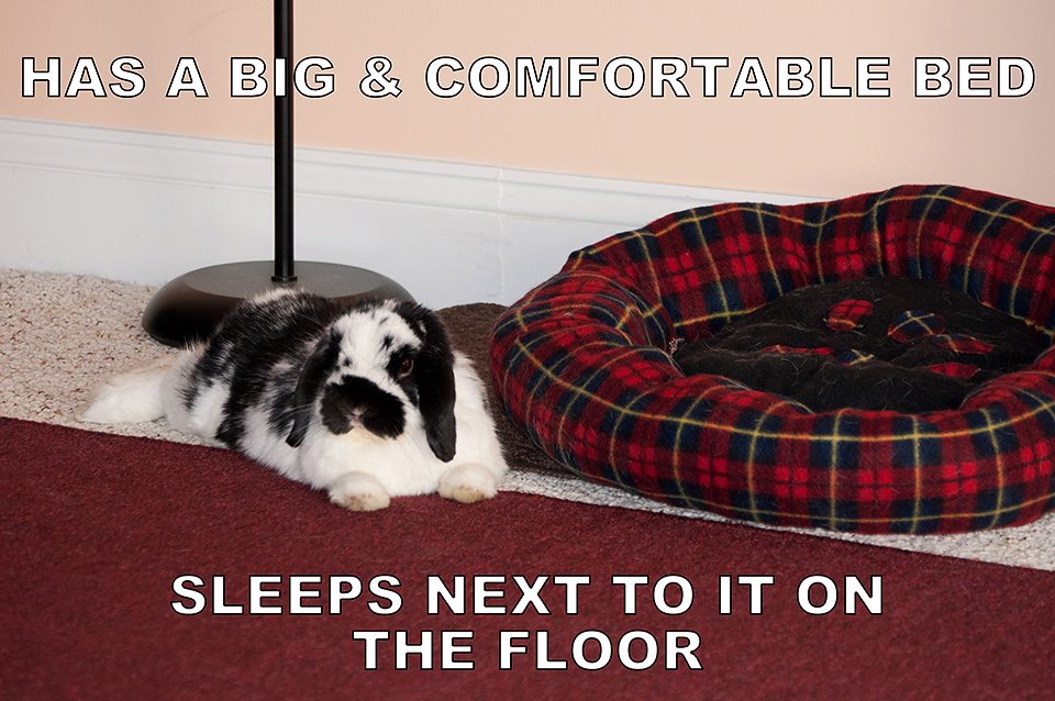 Sleeps Next To It On The Floor Funny Bunny Meme
