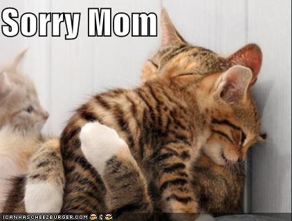 Sorry Mom Cats Picture