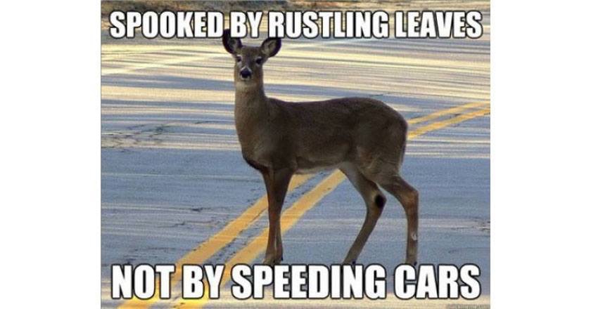 Spooked Rustling Leaves Funny Hunting Meme