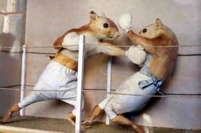 Squirrel Funny Boxing Image