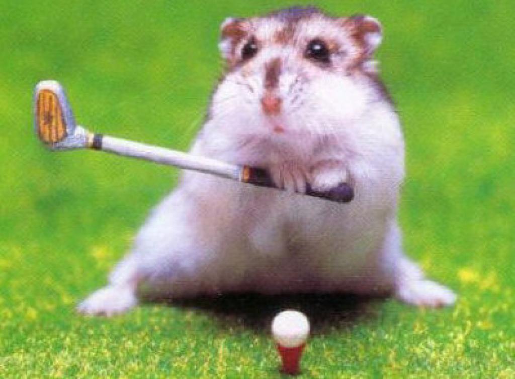 Squirrel Playing Funny Golf