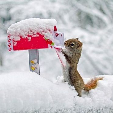 Squirrel Playing In Snow Funny Nature