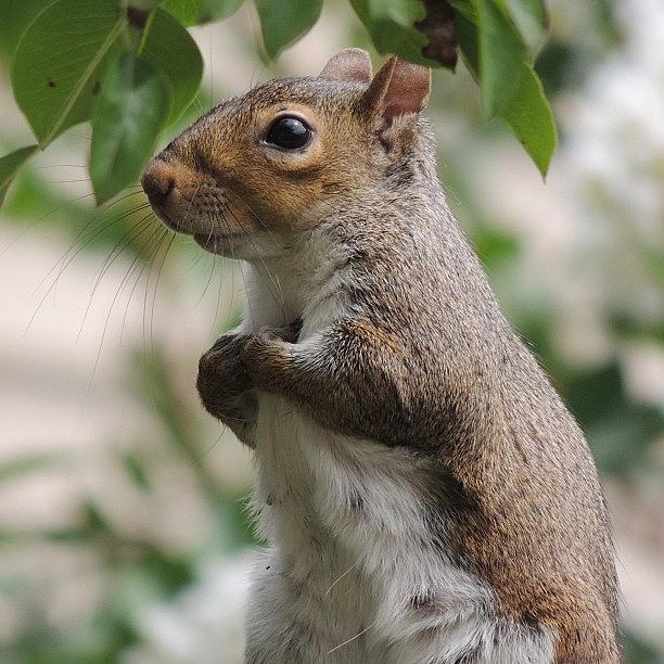 Squirrel Shocking Face Funny Nature