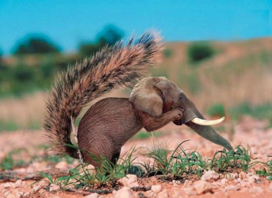 Squirrel With Funny Elephant Face