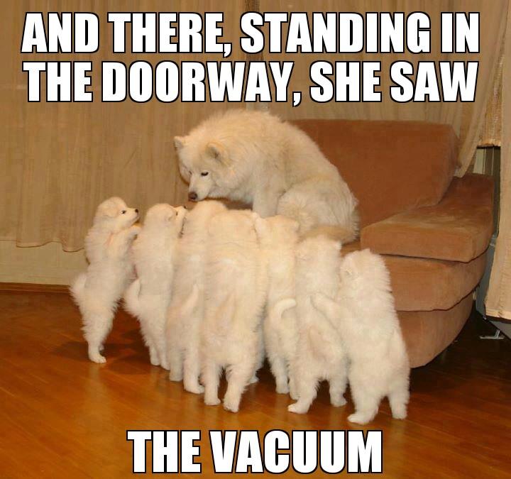 Standing The Doorway She Saw Funny Dog Meme