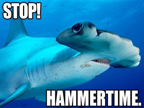 Stop Hammertime Funny Shark