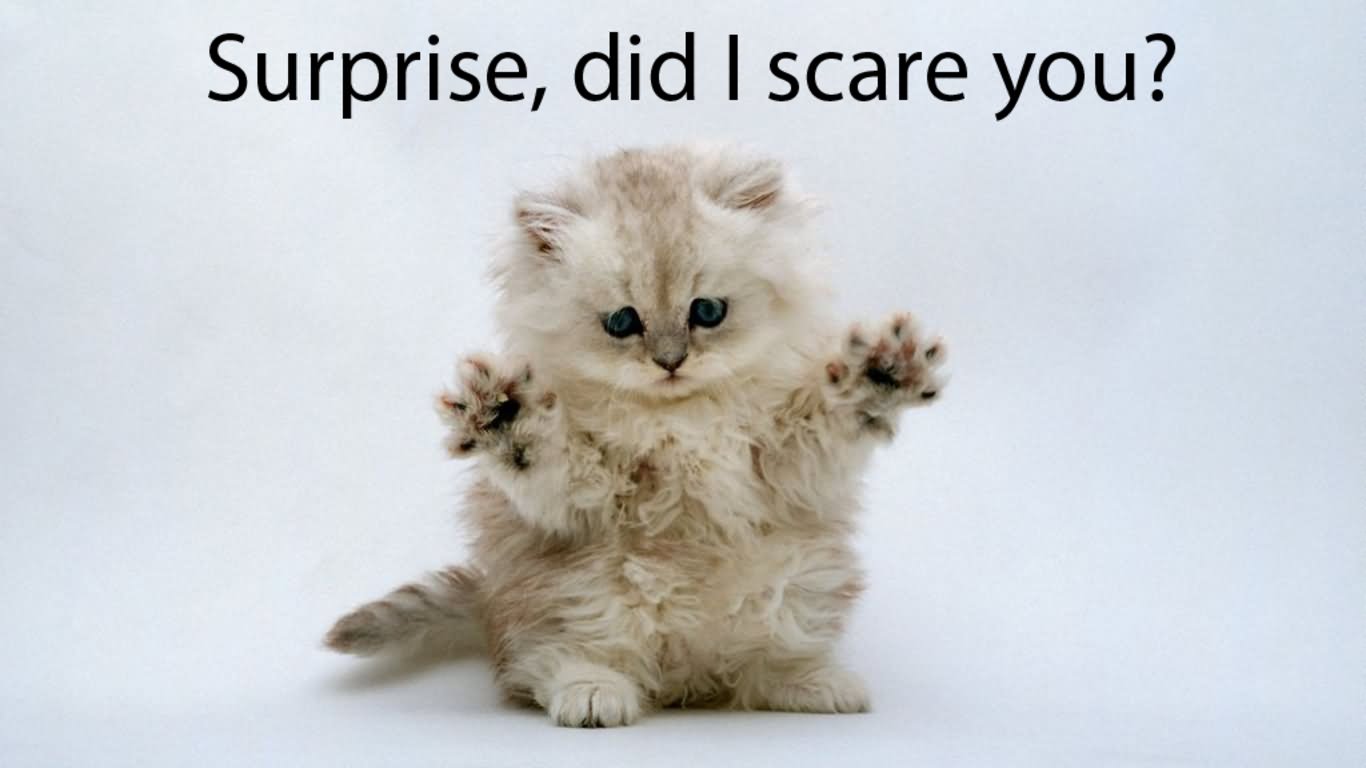 Surprise Did I Scare You Funny Cat