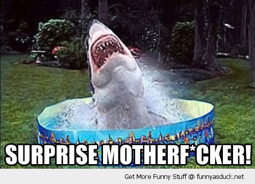 Surprise Mother Fucker Funny Shark Caption
