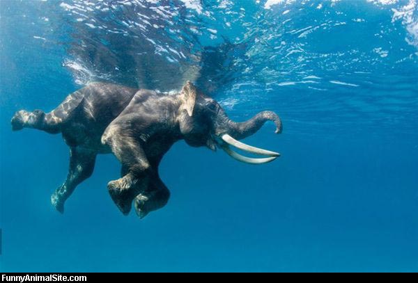Swimming Elephant Funny Image