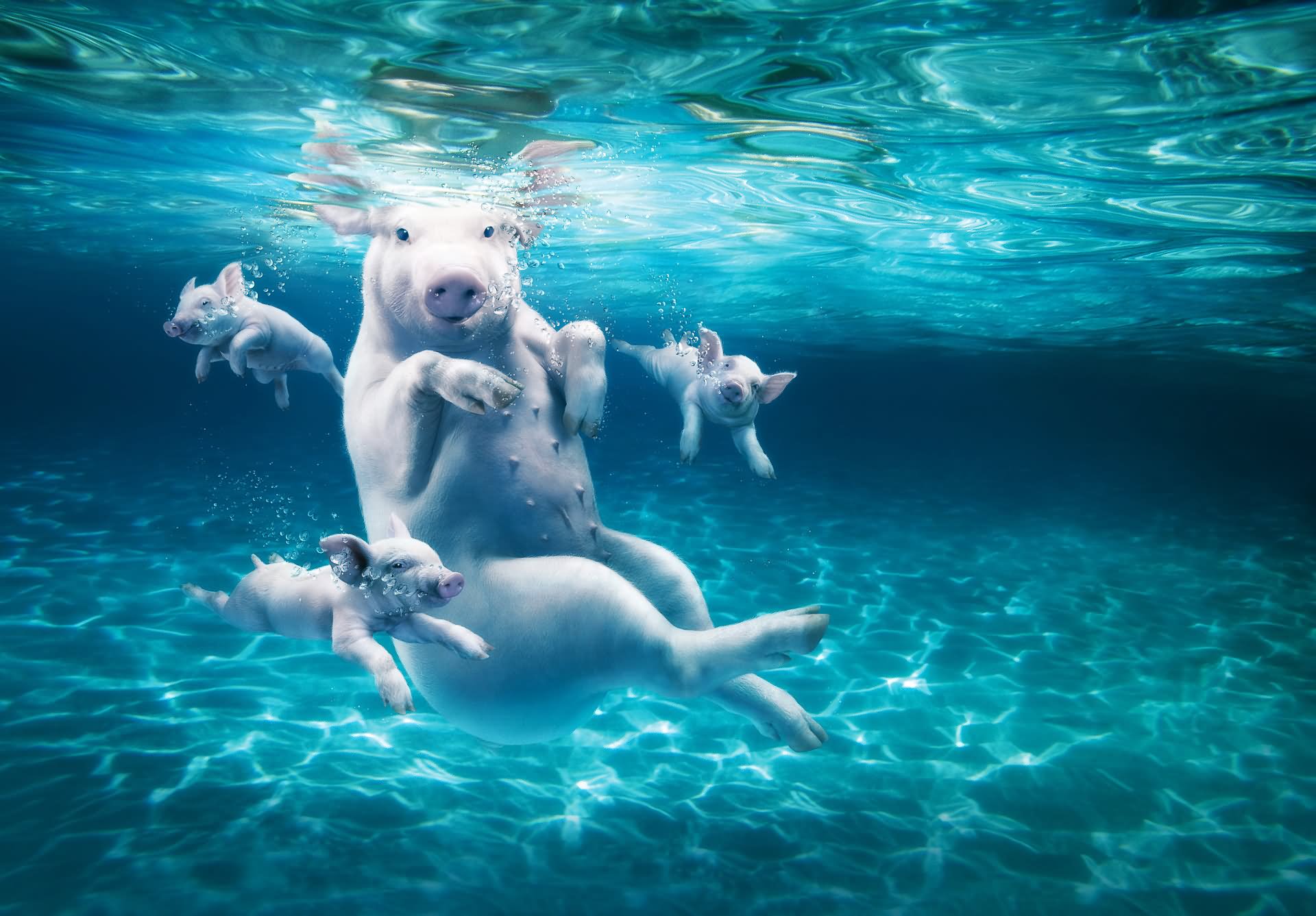 Swimming Pigs Funny Picture