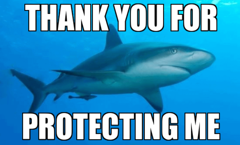 Thank You For Protecting Me Funny Shark Meme