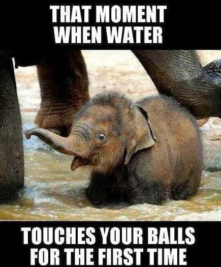 That Moment When Water Funny Elephant Meme