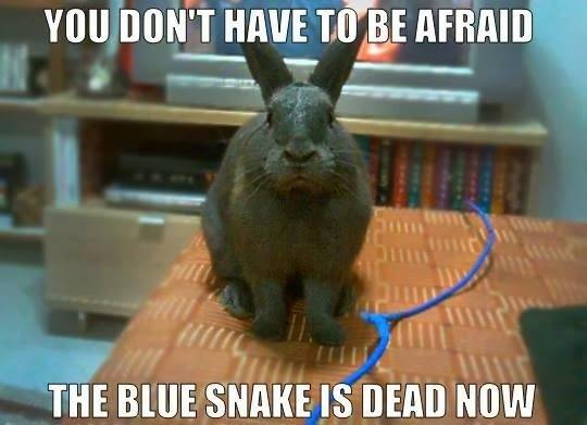 The Blue Snake Is Dead Now Funny Bunny Meme