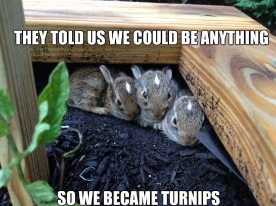 They Told Us We Could Be Anything Funny Bunny Meme