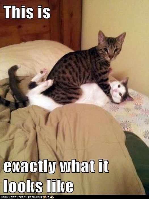 This Is Exactly What It Looks Like Cats Fighting Funny Picture