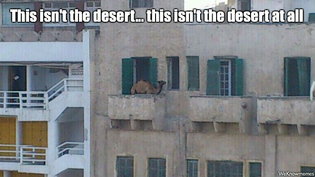 This Isn’t The Desert Funny Camel Meme
