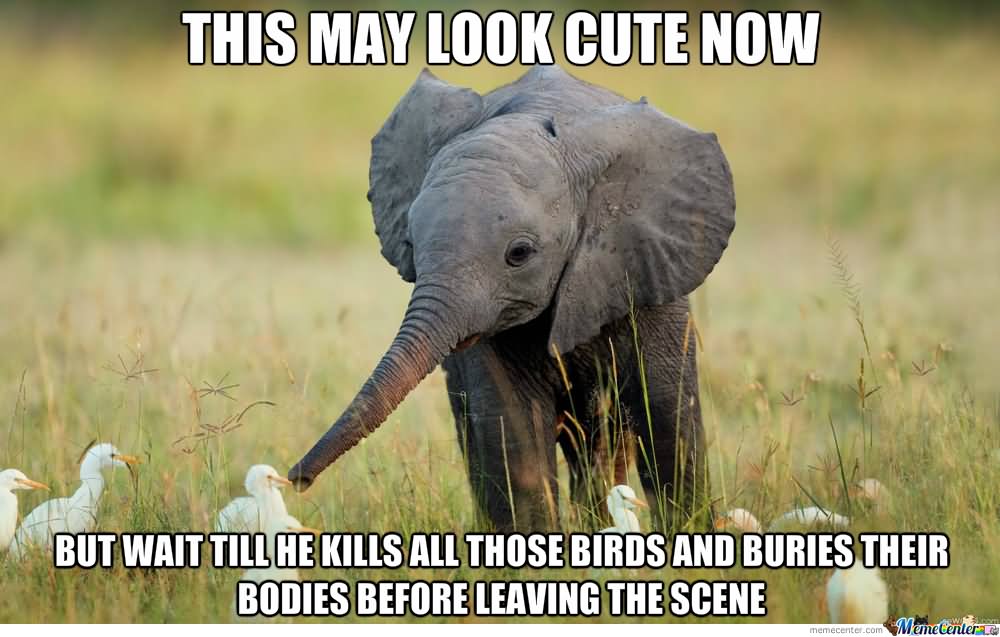 This May Look Cute Now Funny Elephant Meme