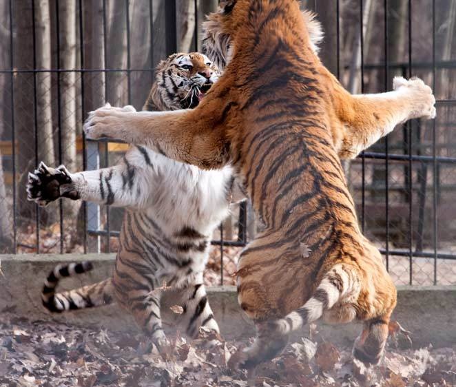 Tigers Funny Dance