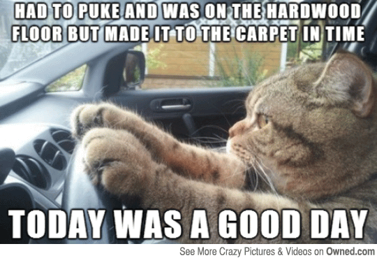 Today Was A Good Day Funny Cat Meme
