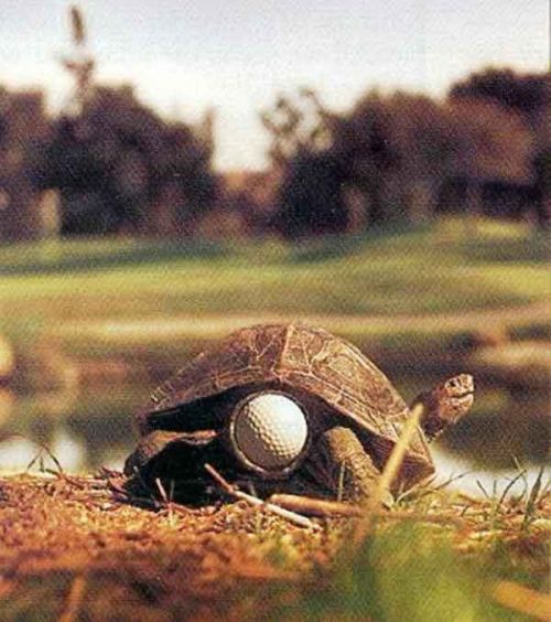 Tortoise With Golf Ball Funny Image