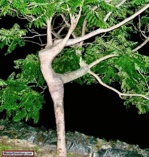 Tree Dancing Funny Nature