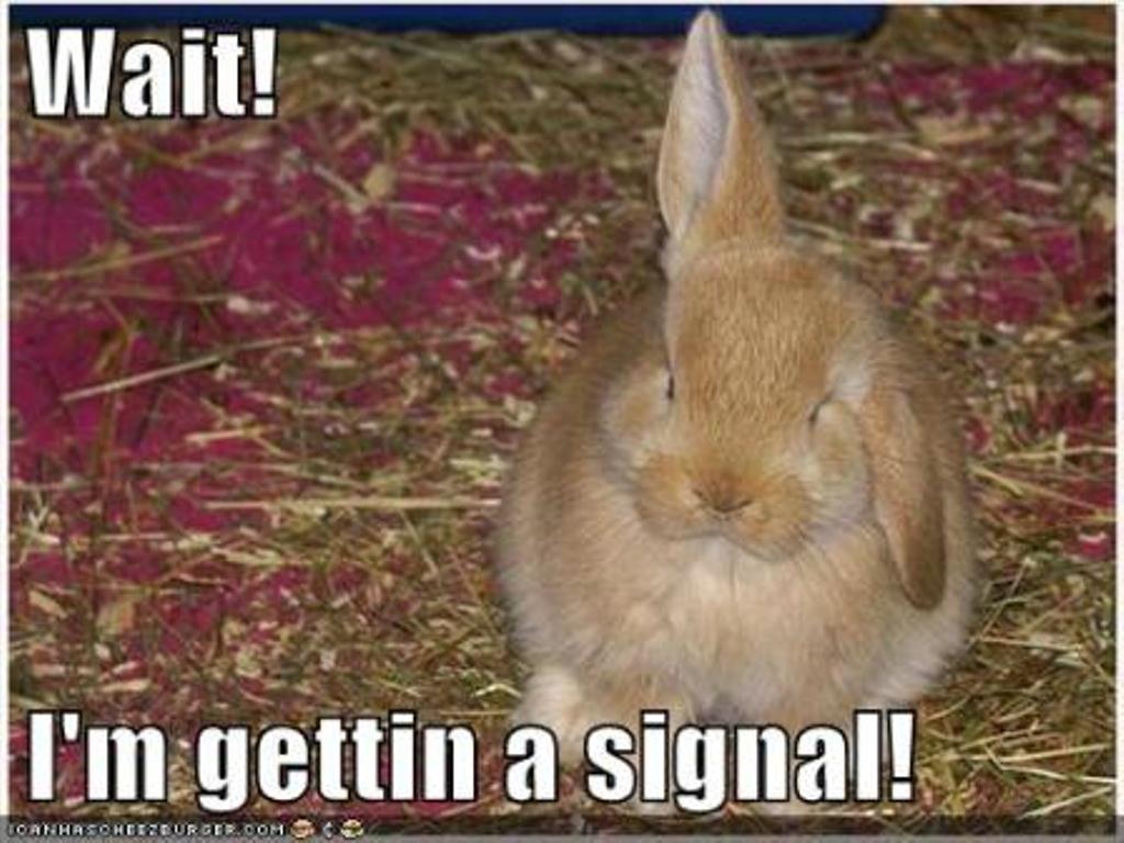Wait I Am Getting A Signal Funny Bunny