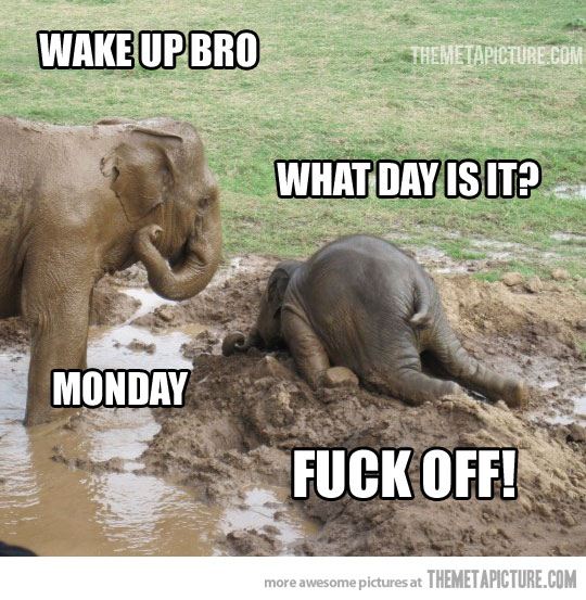 Wake Up Bro What Day Is It Funny Elephant Meme