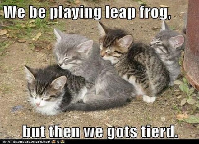 We Be Playing Leap Frog Funny Cats Meme