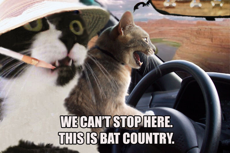 We Can't Stop Here This Is Bat Country Funny Cats