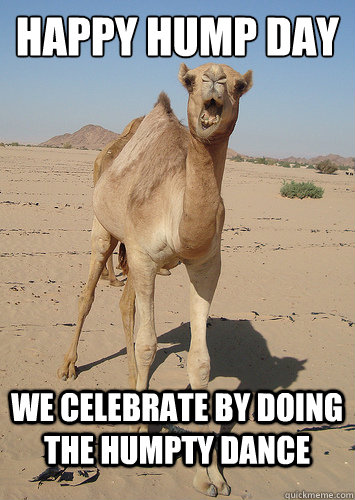 We Celebrate By Doing The Humpty Dance Funny Camel Meme