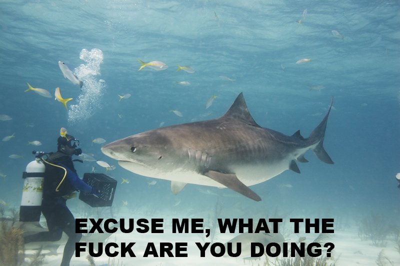 What The Fuck Are You Doing Funny Shark Picture