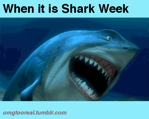 When It Is Shark Week Funny Shark Gif