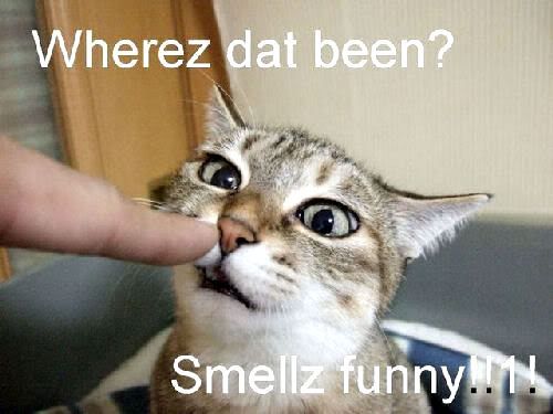 Wherez Dat Been Funny Cat Picture With Words