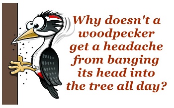 Why Doesn’t A Woodpecker Funny Question