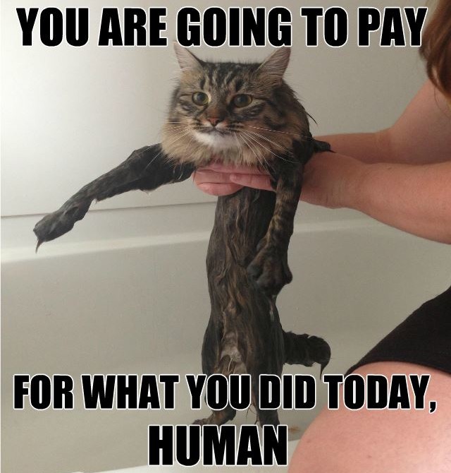You Are Going To Pay Funny Cat Meme