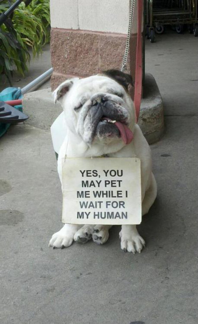 You May Pet Me While I Wait For My Human Funny Pet