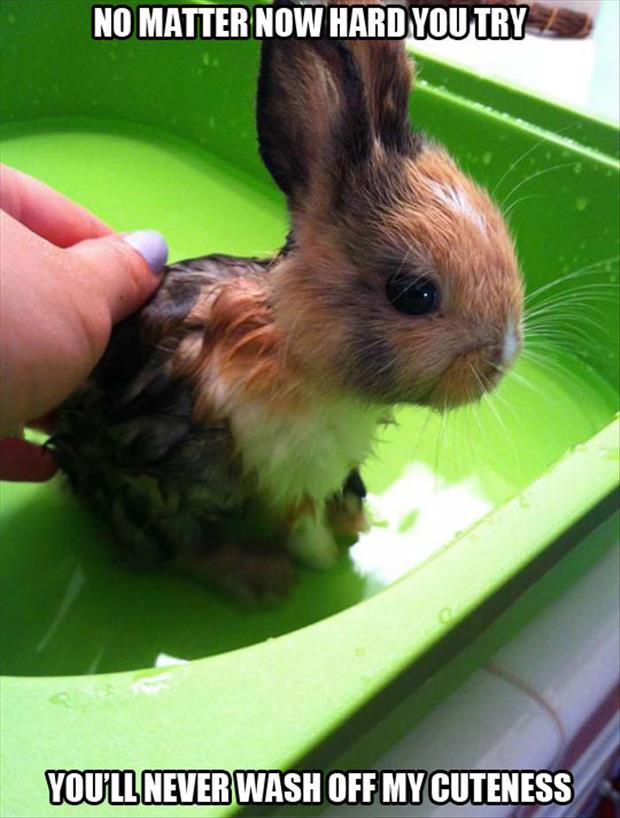 You Will Never Wash Off My Cuteness Funny Bunny Meme