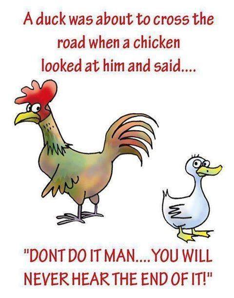 A Duck Was About To Cross The Road When A Chicken Funny Image