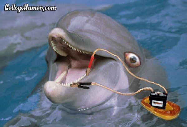 Battery Charging Funny Dolphin