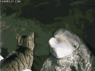 Cat And Dolphin Funny Gif Picture