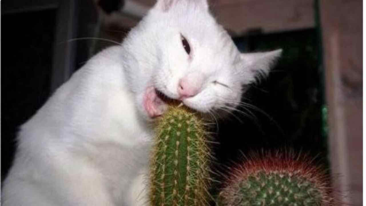 Cat Eat Cactus Funny Picture