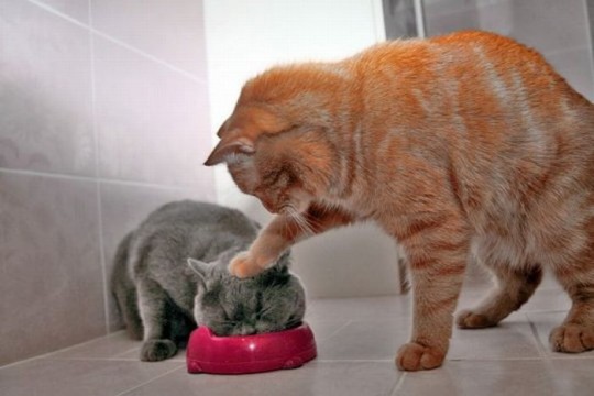 Cat Eating Food Funny Picture