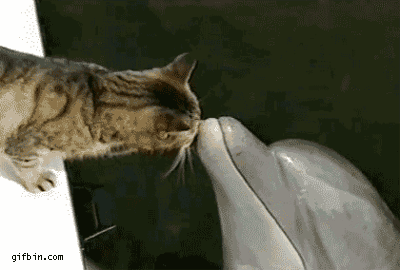 Cat Kissing Dolphin Funny Gif Picture