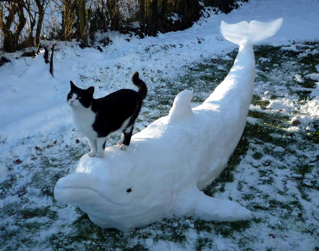 Cat On Snow Dolphin Funny Picture