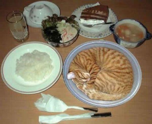 Cat Served As Food Funny Eat