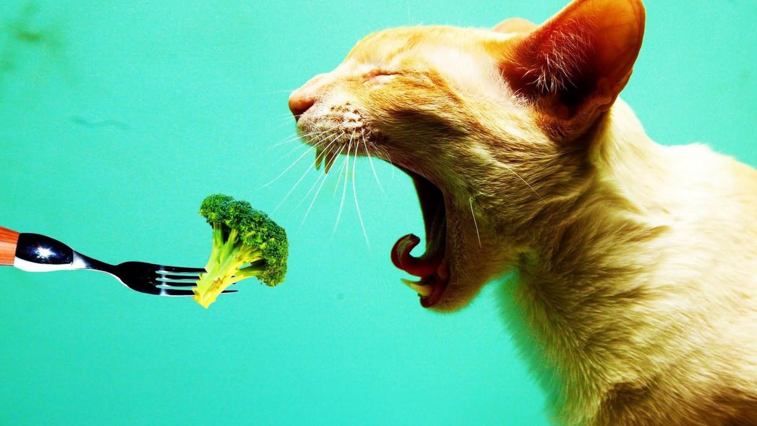 Cat Try To Eat Vegetable Funny Wallpaper