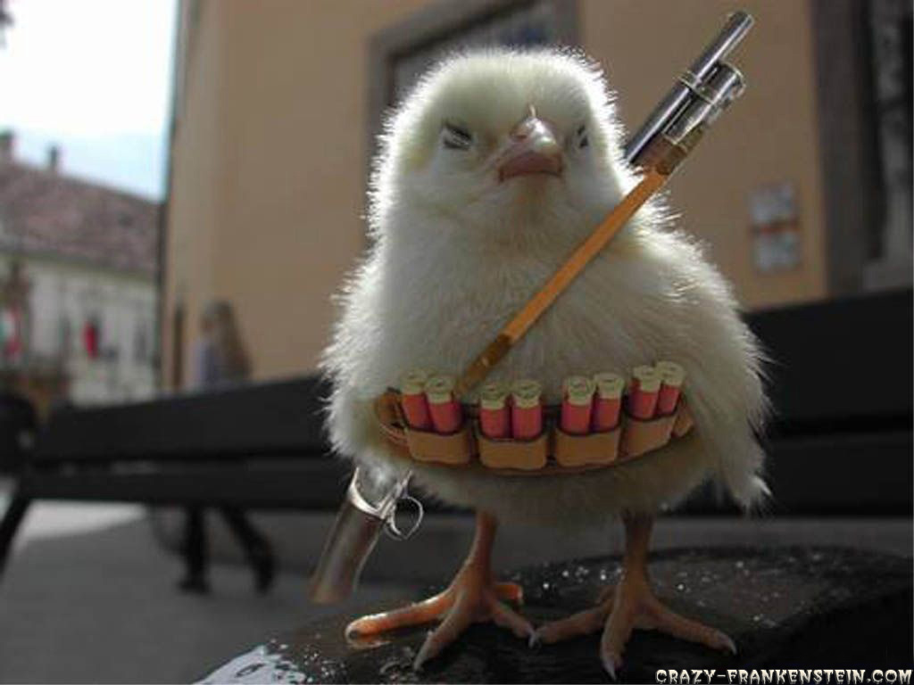 Chicken Funny War Picture